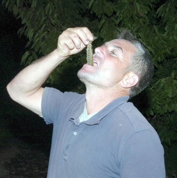 Balıkları canlı canlı yutuyorlar