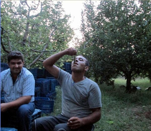 Balıkları canlı canlı yutuyorlar