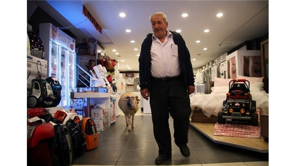 Bu da sosyetik koç !