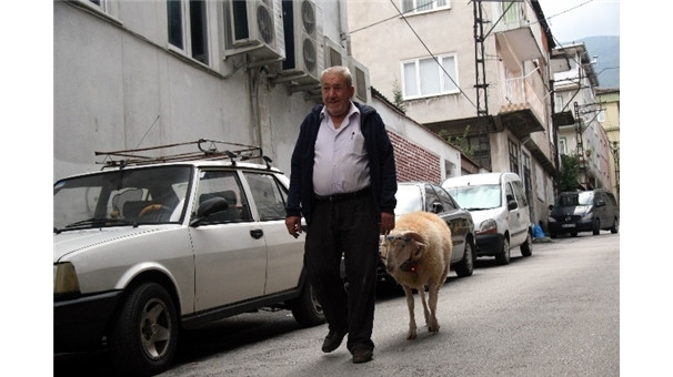 Bu da sosyetik koç !