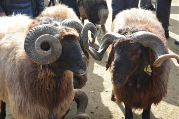 İl il kurbanlık fiyatları