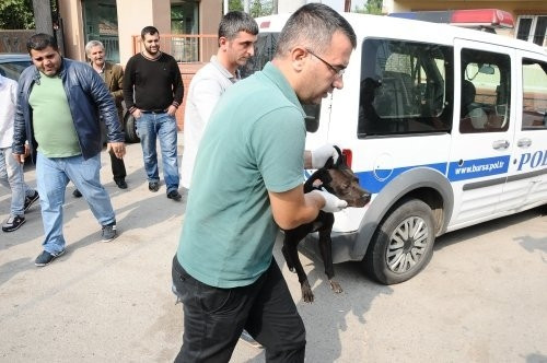 Okul önünde 'pitbull' operasyonu!