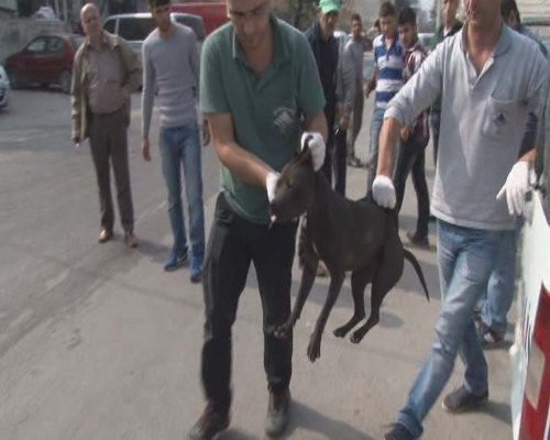 Okul önünde 'pitbull' operasyonu!