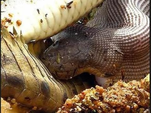 Yılan timsahı böyle yuttu