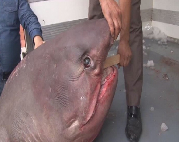673 kg'lık dev yakalandı
