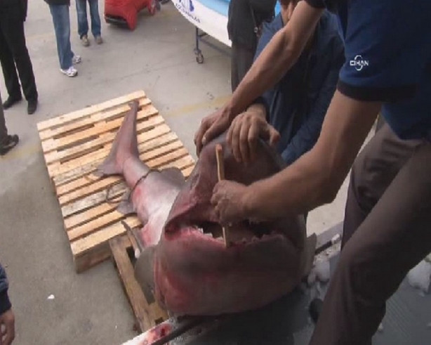 673 kg'lık dev yakalandı