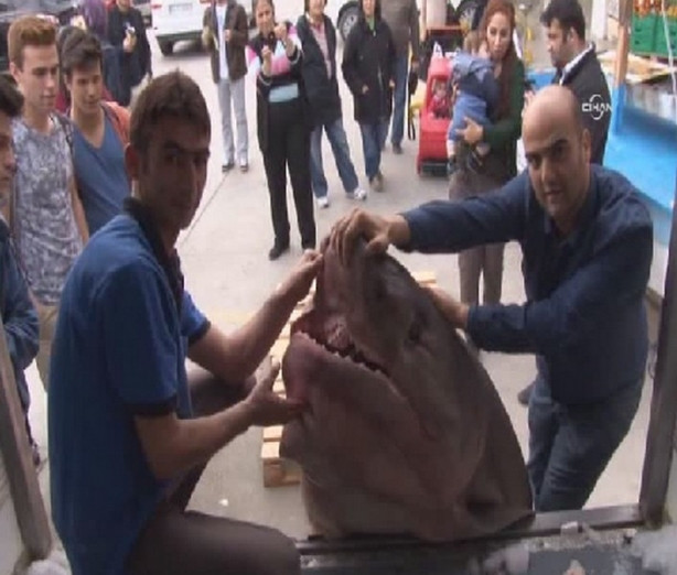 673 kg'lık dev yakalandı