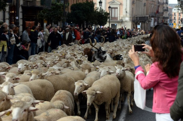 Madrid'de 2 bin koyun şehre indi