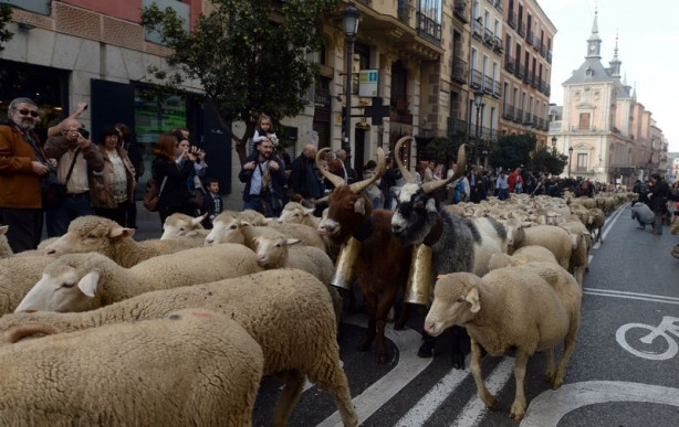 Madrid'de 2 bin koyun şehre indi