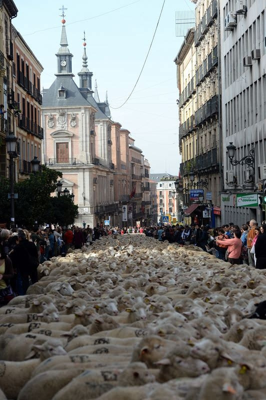 Madrid'de 2 bin koyun şehre indi