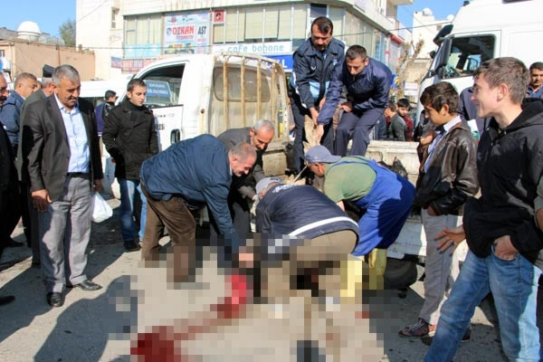 Zabıta başıboş ineği caddede kesti