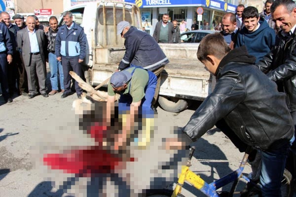 Zabıta başıboş ineği caddede kesti