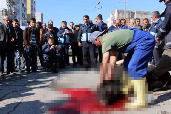 Zabıta başıboş ineği caddede kesti