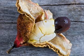 Çocuklar için en tehlikeli yiyecekler