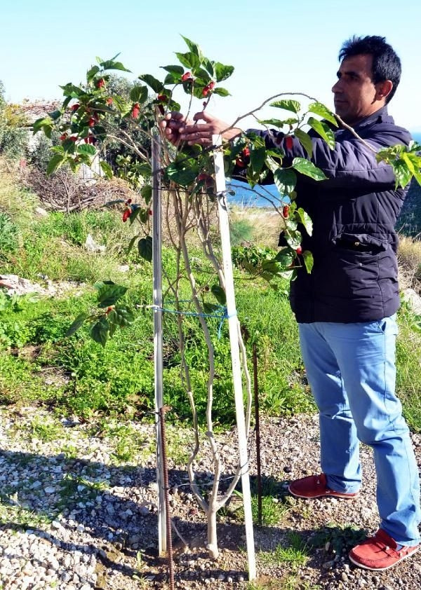 Aralıkta meyve verdiler