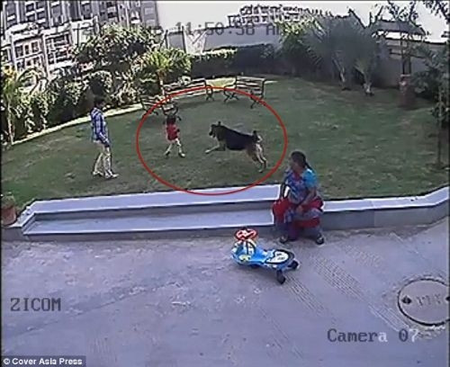 Köpek bir anda çocuğa saldırdı