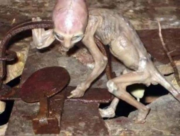 Dünyayı şaşkına çeviren yaratığın sırrı çözüldü