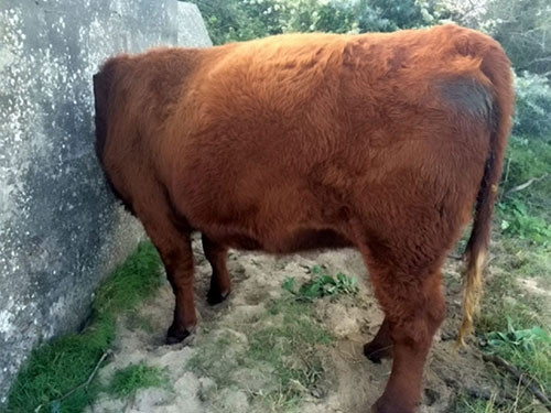 Olmadık yerlerde sıkışıp kalan talihsiz hayvanlar