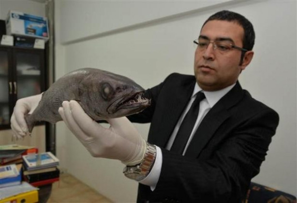 Mersin'de zehirli balık