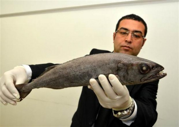 Mersin'de zehirli balık