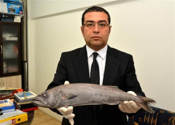 Mersin'de zehirli balık