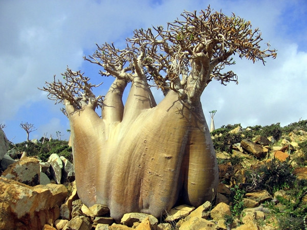 Yeryüzünün gizemli adası