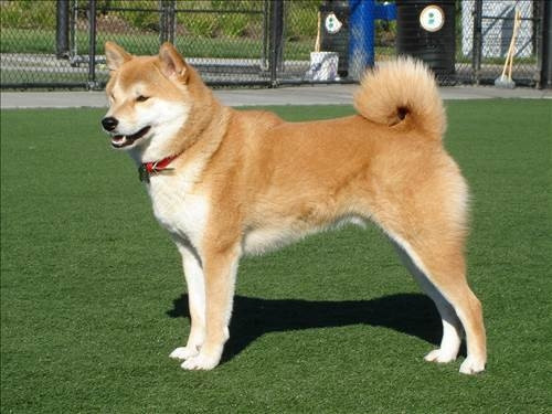 Dünyanın en güçlü 15 köpeği