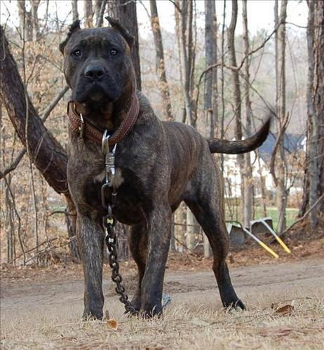 Dünyanın en güçlü 15 köpeği