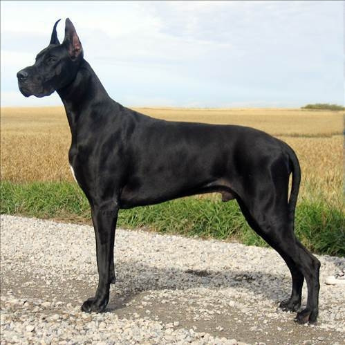 Dünyanın en güçlü 15 köpeği