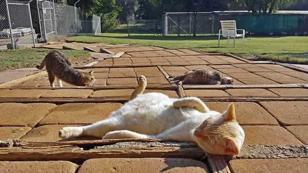 Kaliforniya'daki bu 'Kedi Cenneti'nde 700 kedi yaşıyor