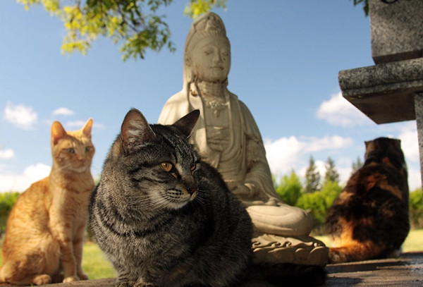 Kaliforniya'daki bu 'Kedi Cenneti'nde 700 kedi yaşıyor