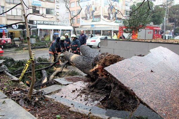 Fırtına, Bağdat Caddesi'nde bir ağacı devirdi