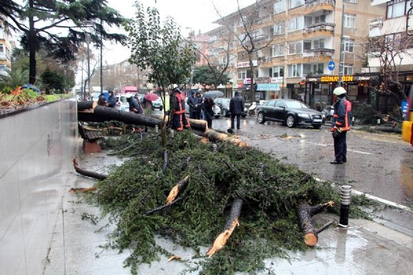 Fırtına, Bağdat Caddesi'nde bir ağacı devirdi