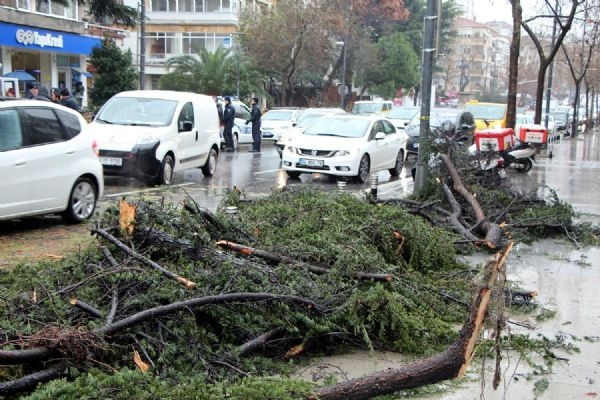 Fırtına, Bağdat Caddesi'nde bir ağacı devirdi