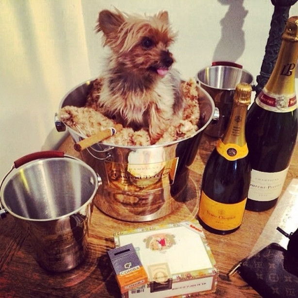 Instagram'ın zengin köpekleri