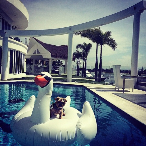 Instagram'ın zengin köpekleri