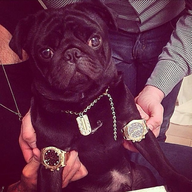 Instagram'ın zengin köpekleri