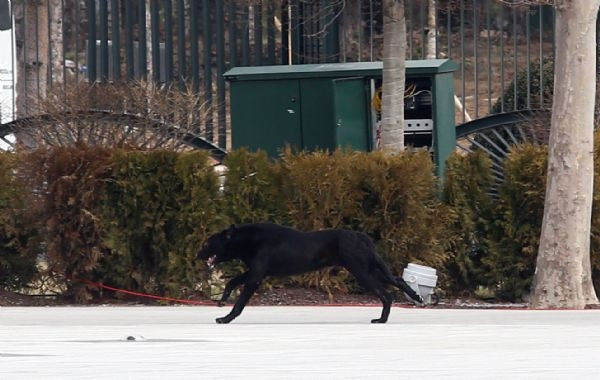 Saray'daki karşılamada köpek paniği