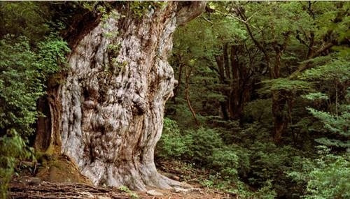 Yaşayan en eski varlıklar...