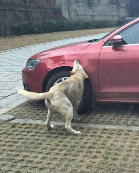 Korkudan yaklaşamadı bile...