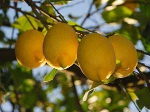 Limonun faydaları