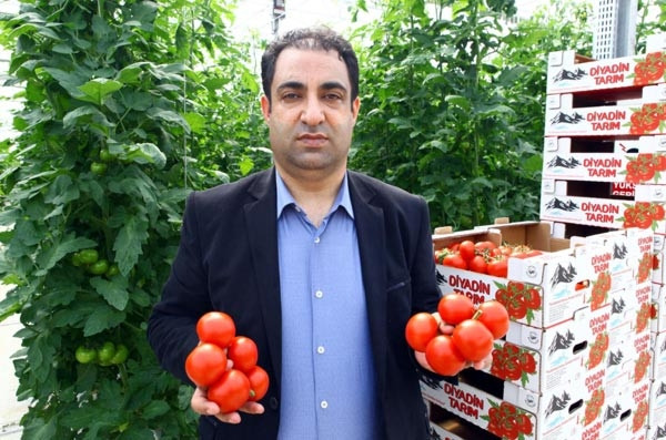 Eksi 35 derecede üretilen ilk salkım domatesler