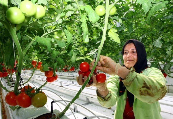 Eksi 35 derecede üretilen ilk salkım domatesler