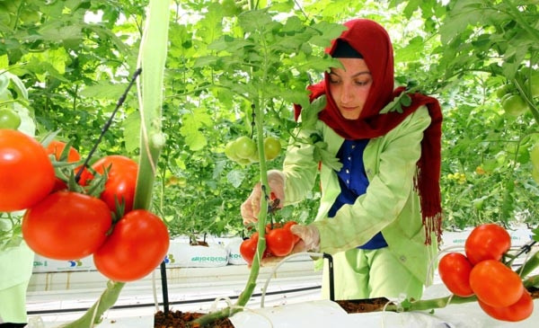 Eksi 35 derecede üretilen ilk salkım domatesler