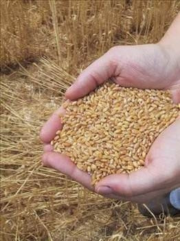 Tam tahıllı beslenmenin önemi!