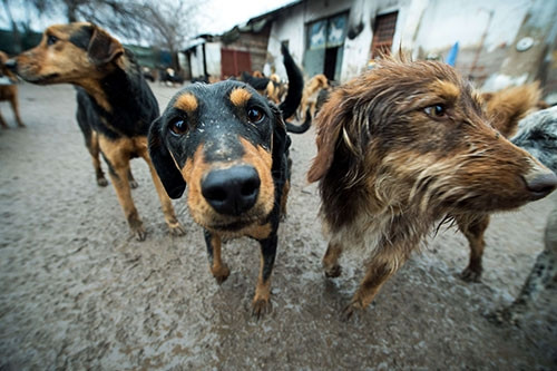 450 köpeği tek başına kurtarmaya çalışıyor