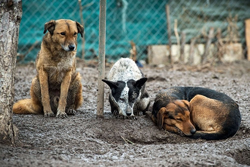 450 köpeği tek başına kurtarmaya çalışıyor