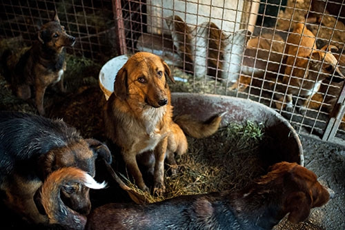 450 köpeği tek başına kurtarmaya çalışıyor
