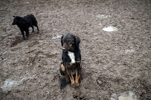 450 köpeği tek başına kurtarmaya çalışıyor