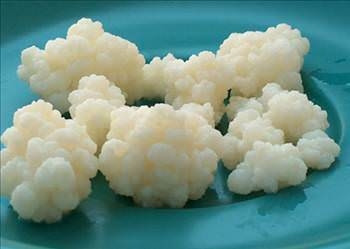 Kefir mucizesi